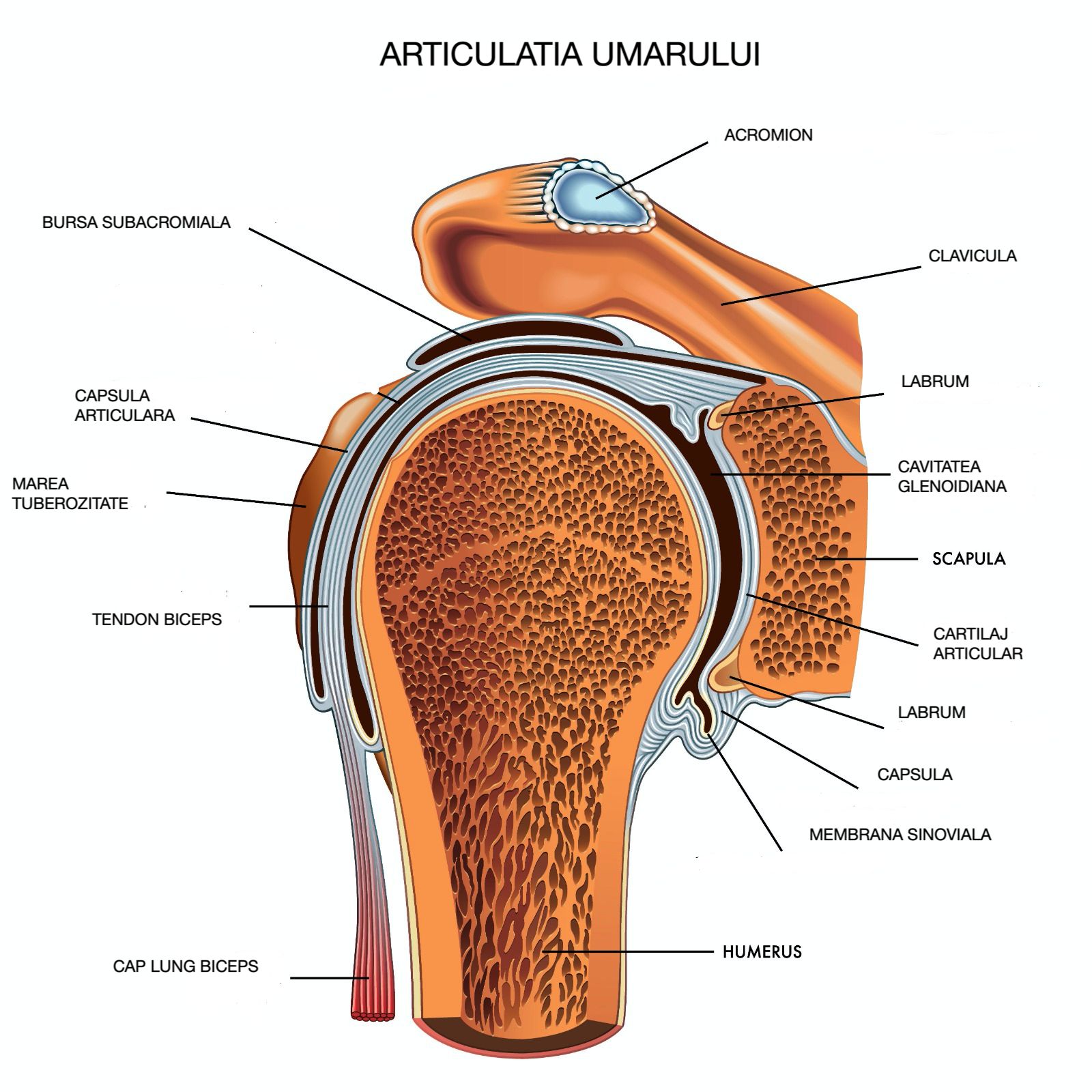 artroza articulației subacromiale a umărului