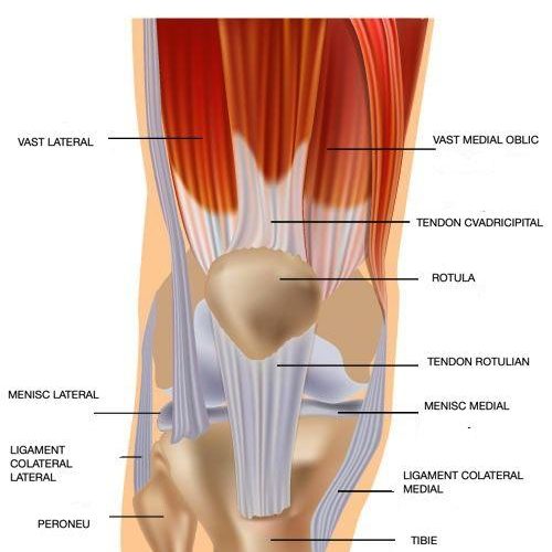 leziunea tendonului cvadricipital genunchi ortopedie